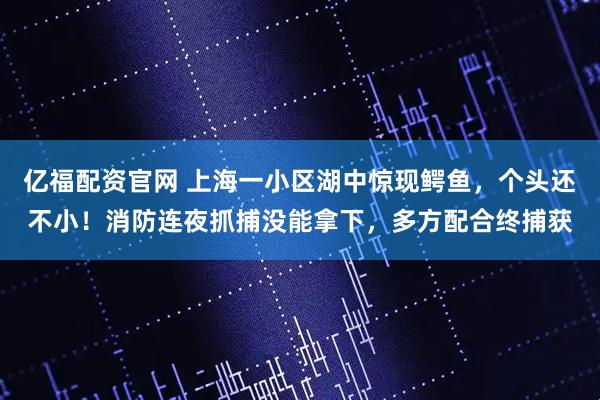 亿福配资官网 上海一小区湖中惊现鳄鱼，个头还不小！消防连夜抓捕没能拿下，多方配合终捕获