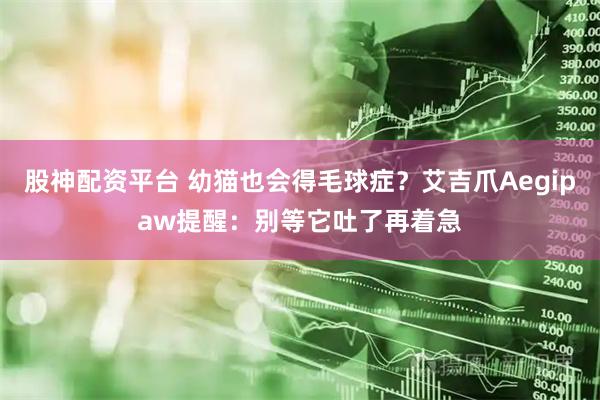 股神配资平台 幼猫也会得毛球症？艾吉爪Aegipaw提醒：别等它吐了再着急